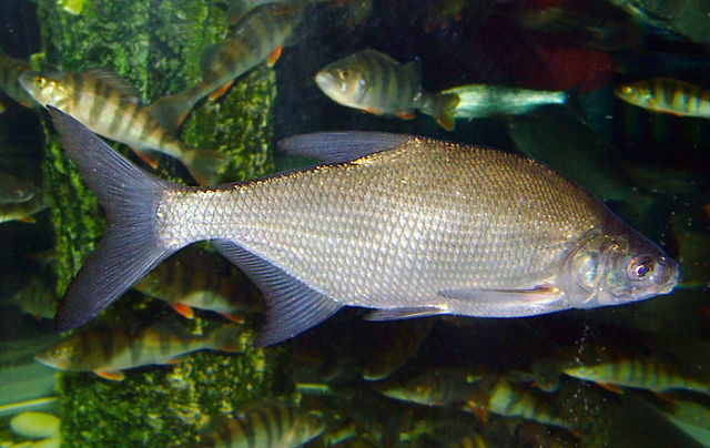 Carp bream swimming